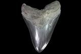 Serrated, Fossil Megalodon Tooth - Monster Meg Tooth #86063-1